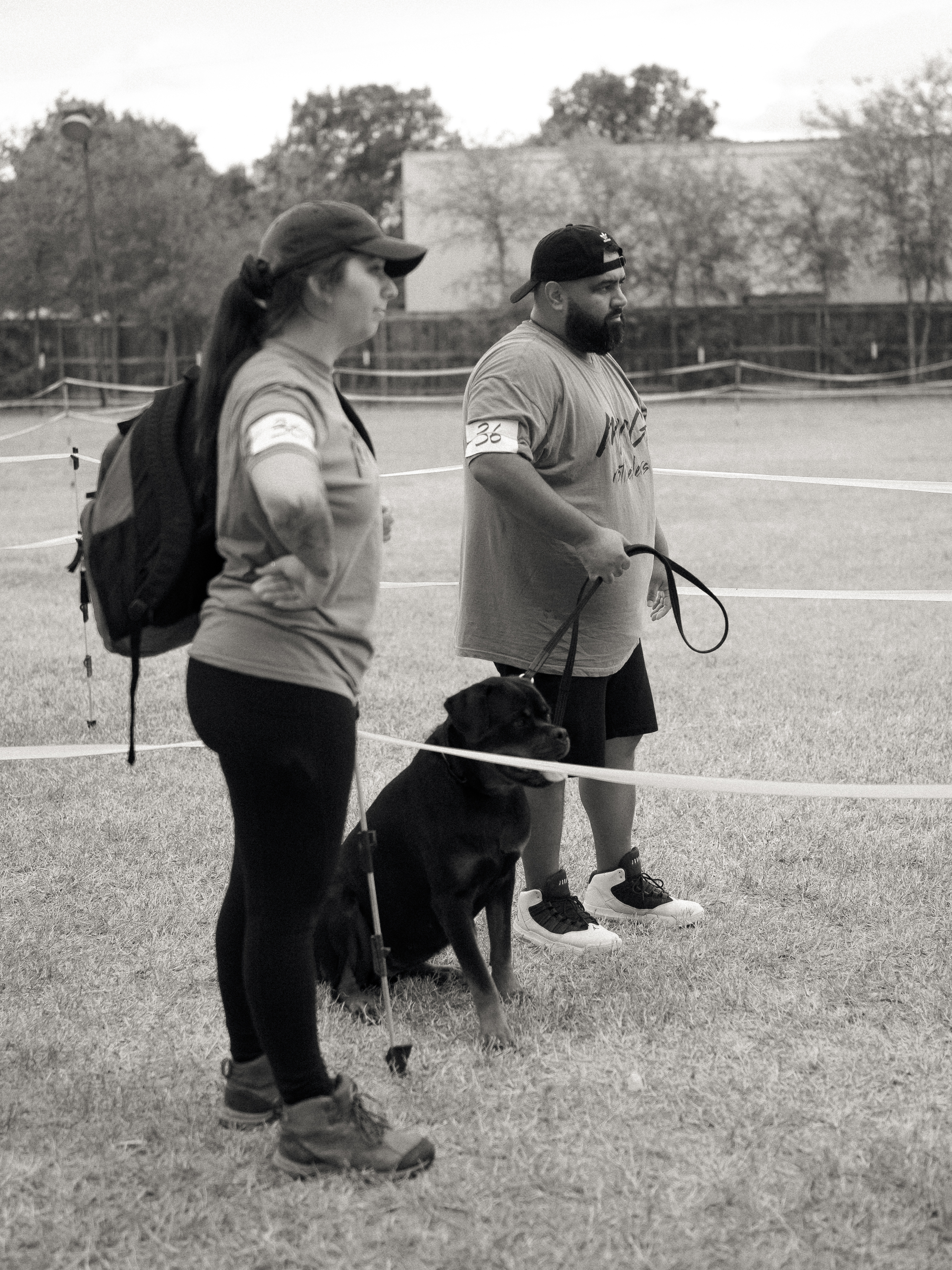 Rottweiler show champion - conformation winning dog