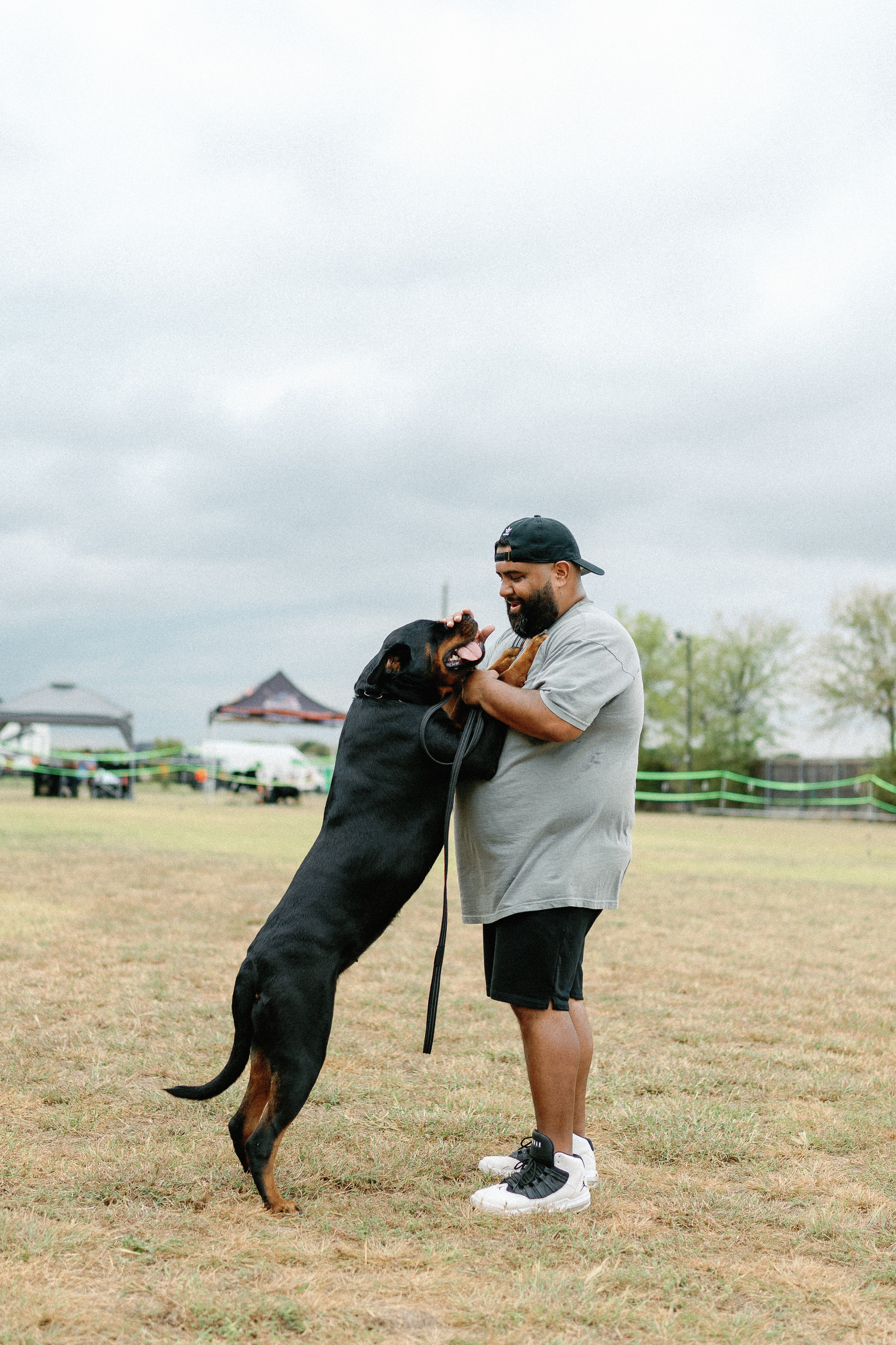 Rottweiler show champion - conformation winning dog