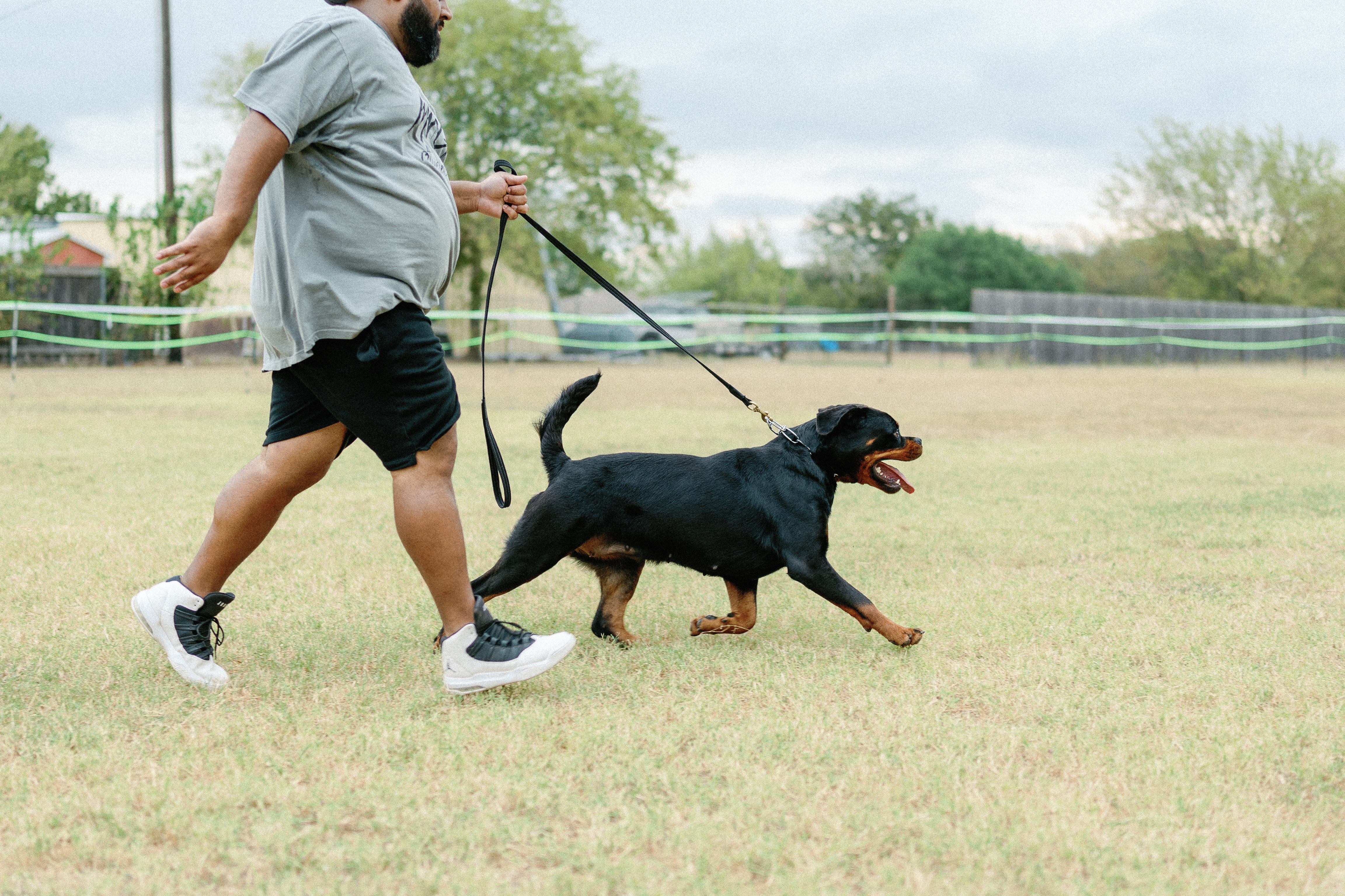 Rottweiler show dog winner - competition excellence
