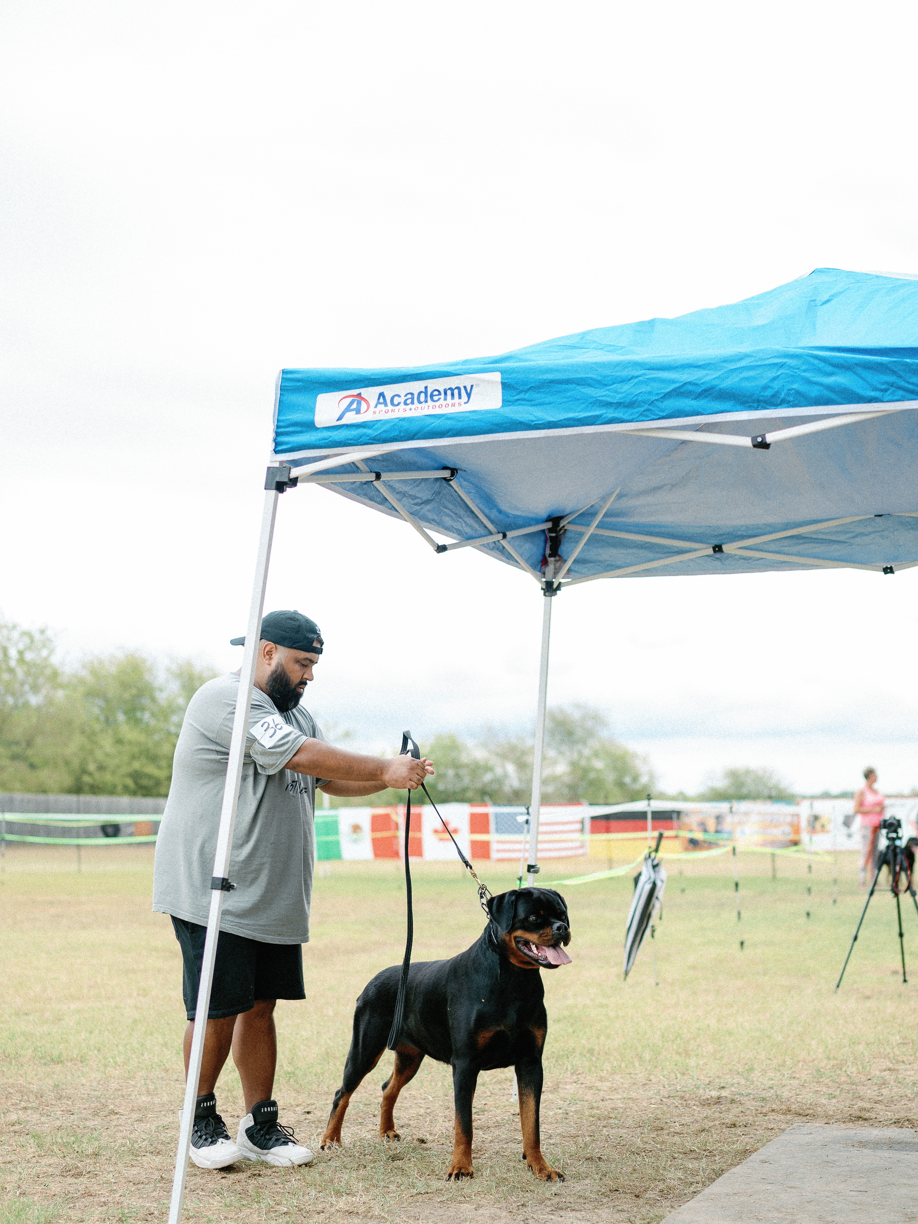 Rottweiler show dog winner - competition excellence