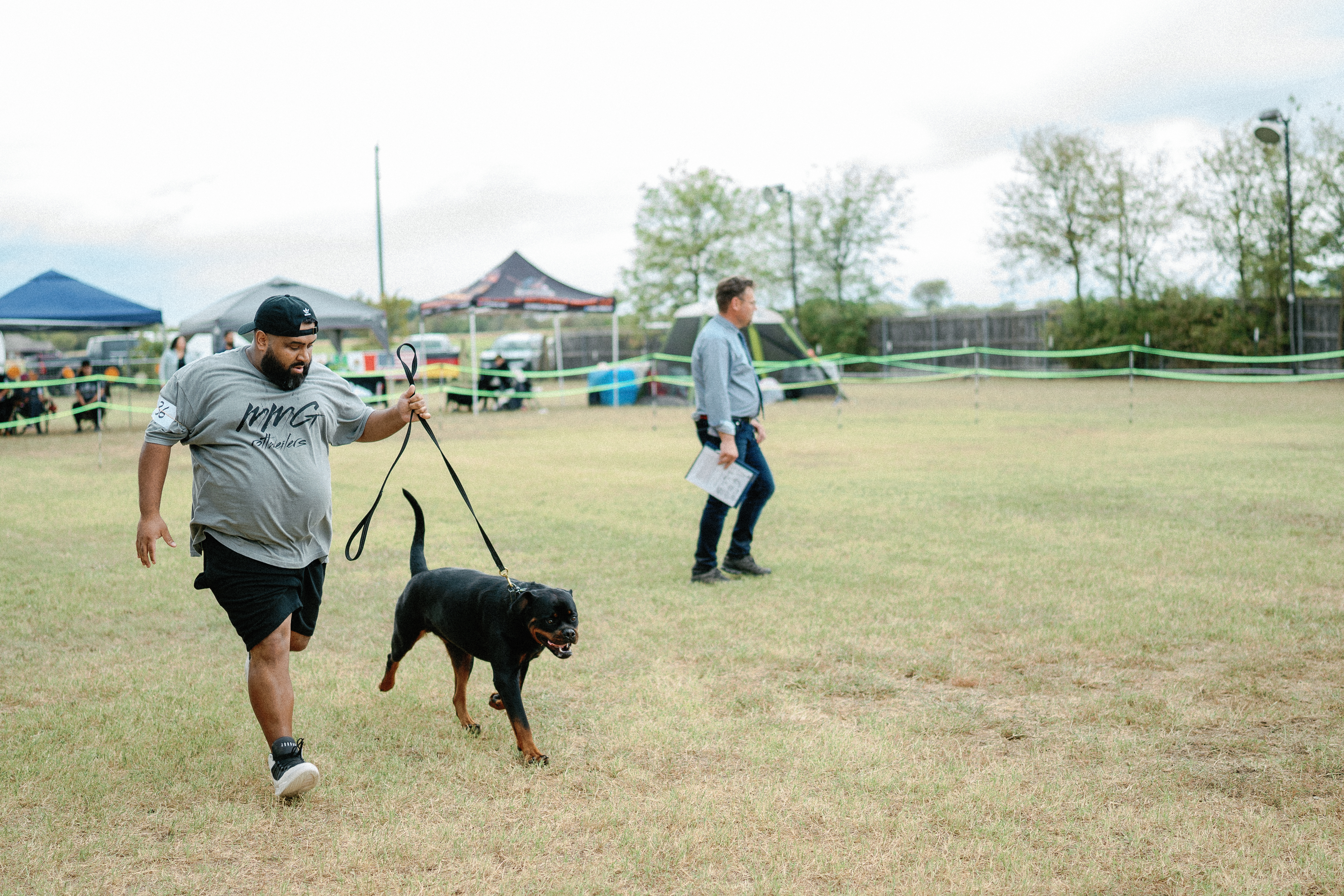 Rottweiler show dog winner - competition excellence