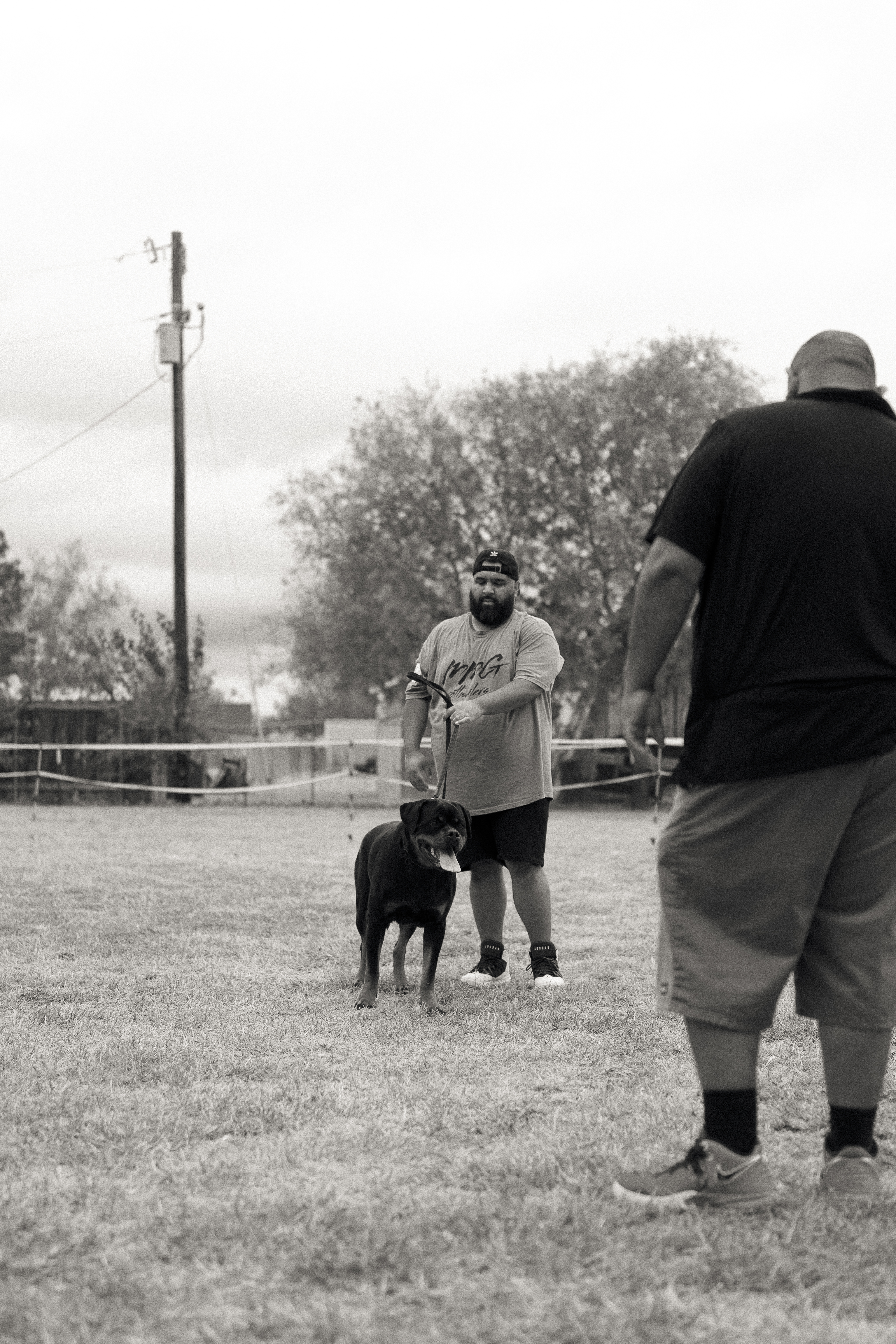 Rottweiler show dog winner - competition excellence