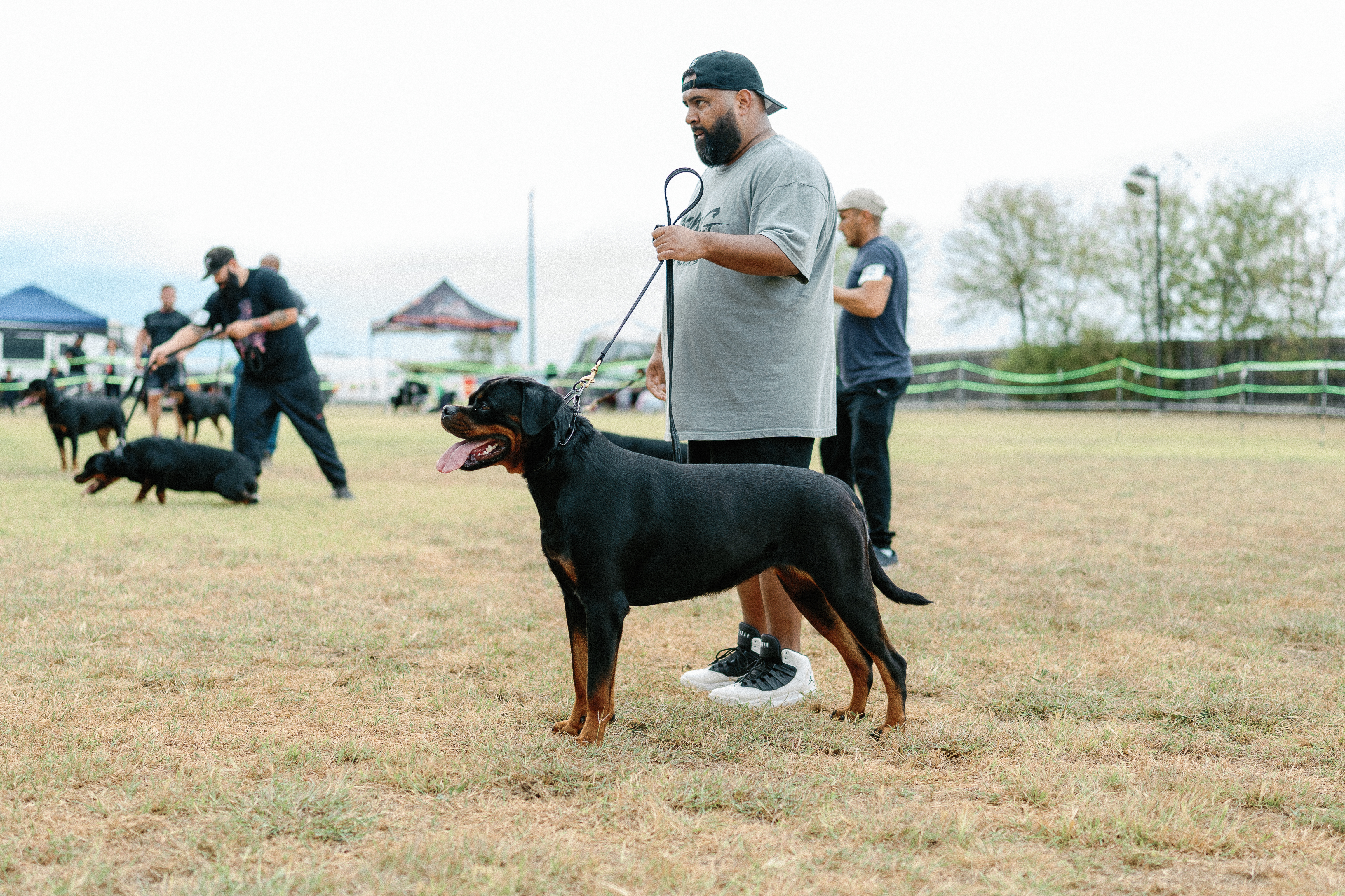 World class Rottweiler - international quality breeding program