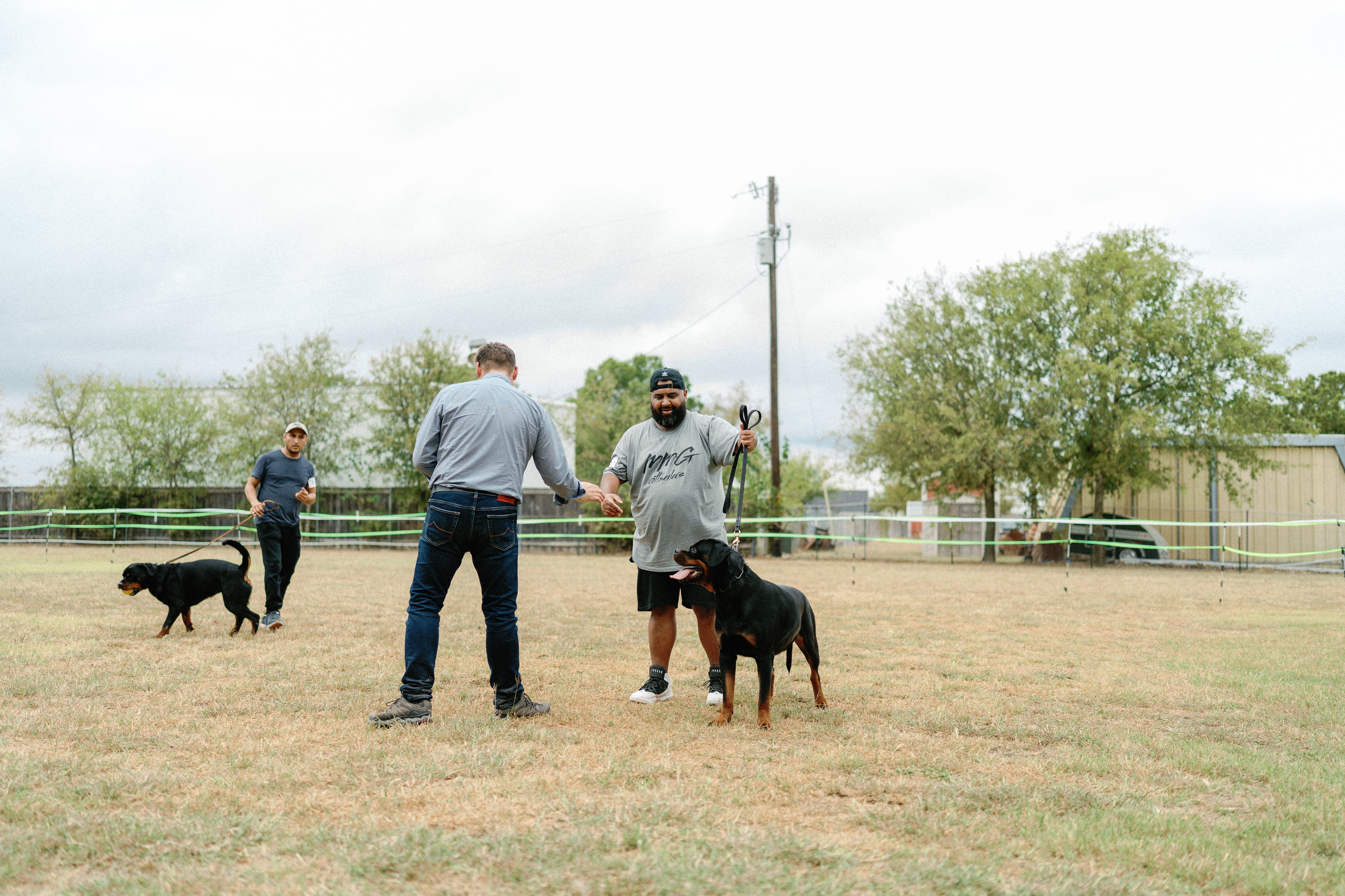 World class Rottweiler - international quality breeding program