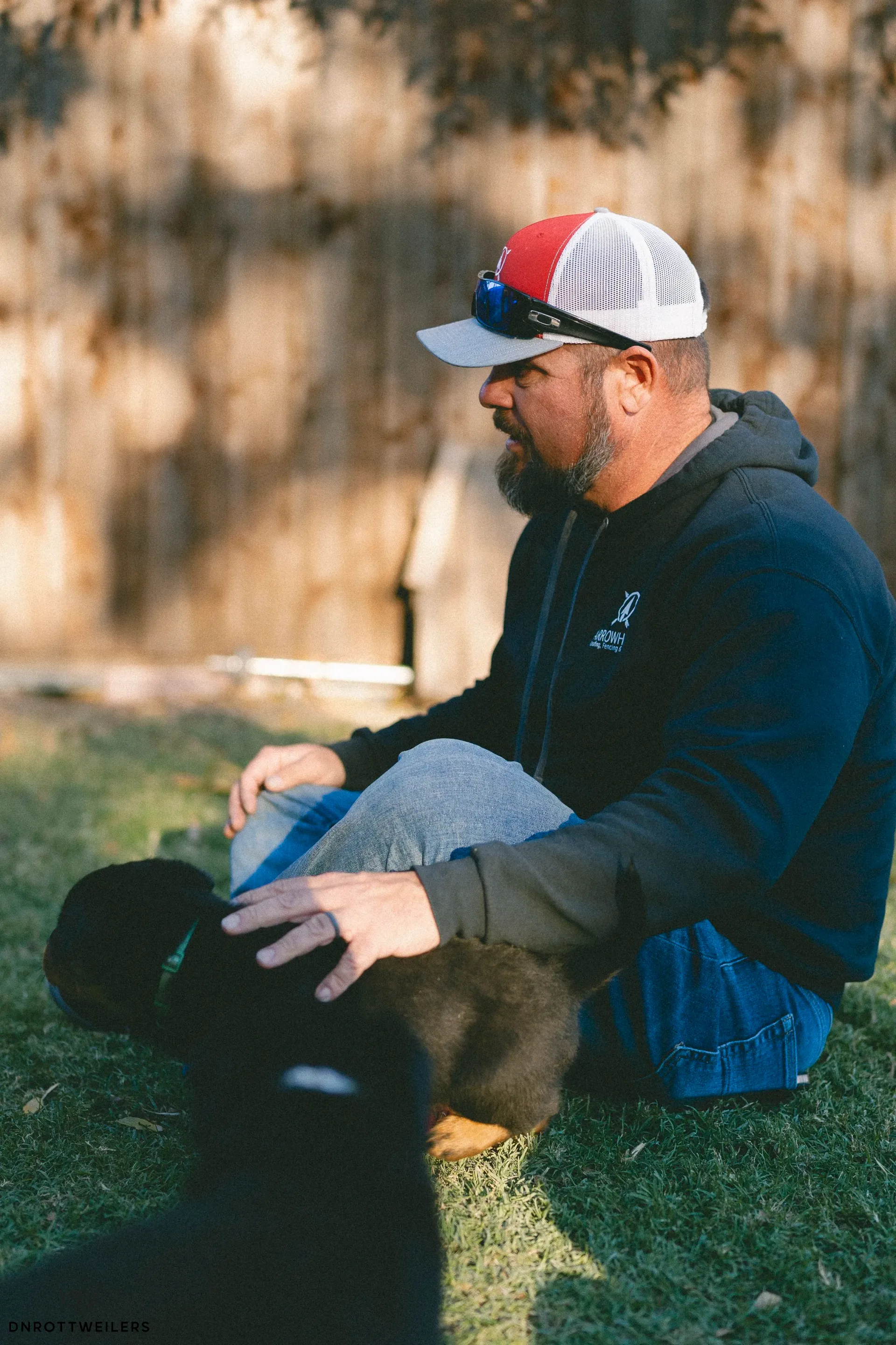 Health-tested Rottweiler stud dog and sire in Dallas, Texas — DN Rottweilers