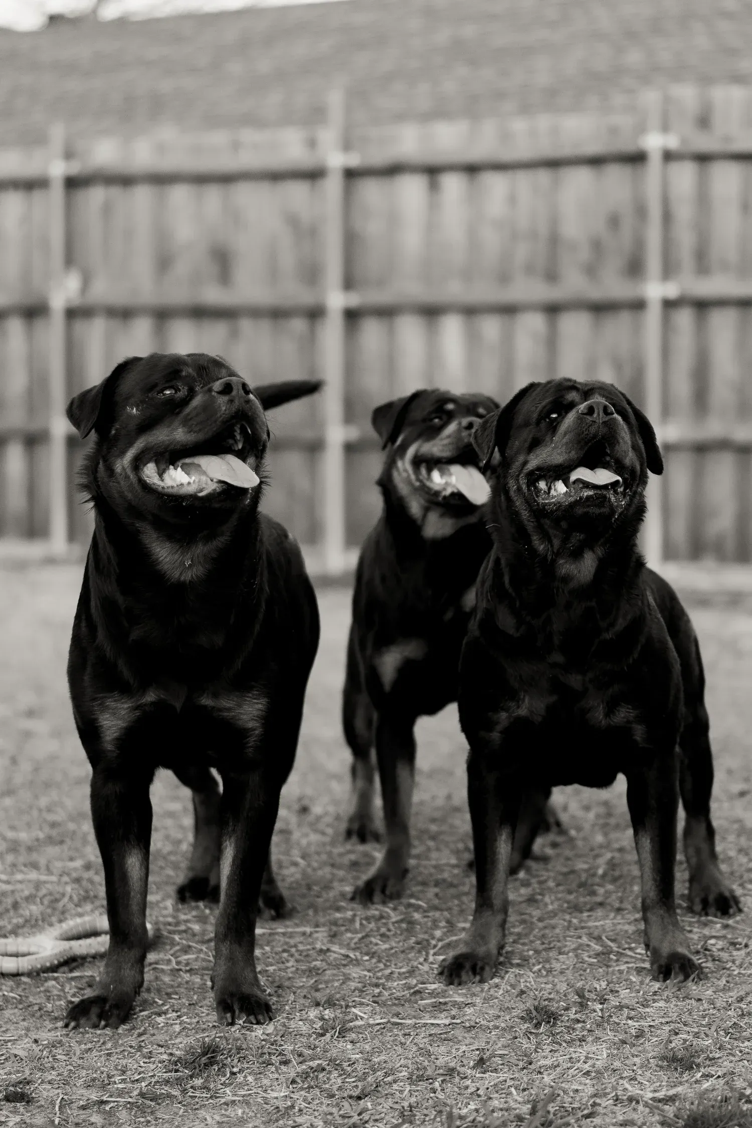 Young Rottweiler puppy from German and Serbian bloodlines — what a well-bred Rottweiler costs in 2026