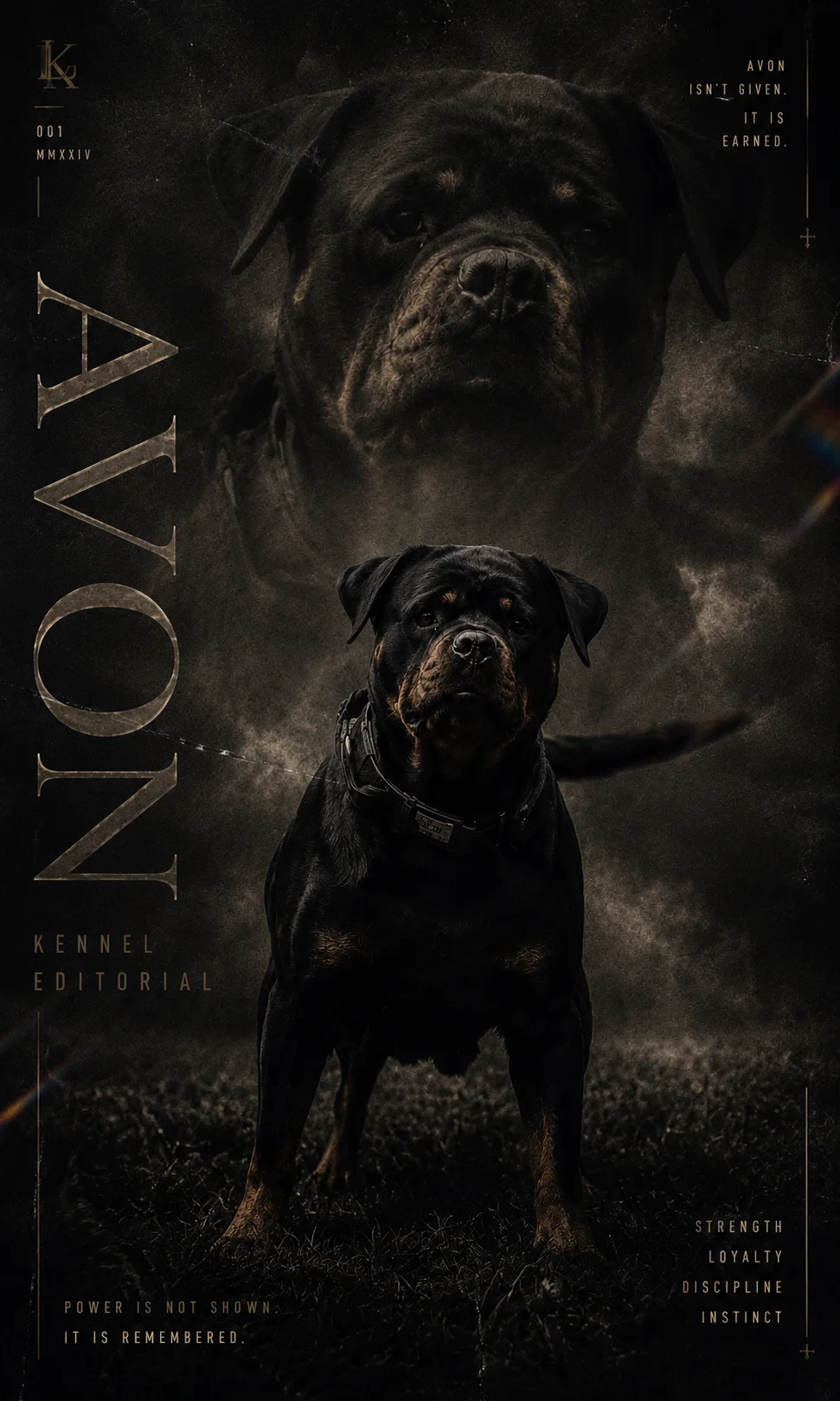 DN Rottweilers litter