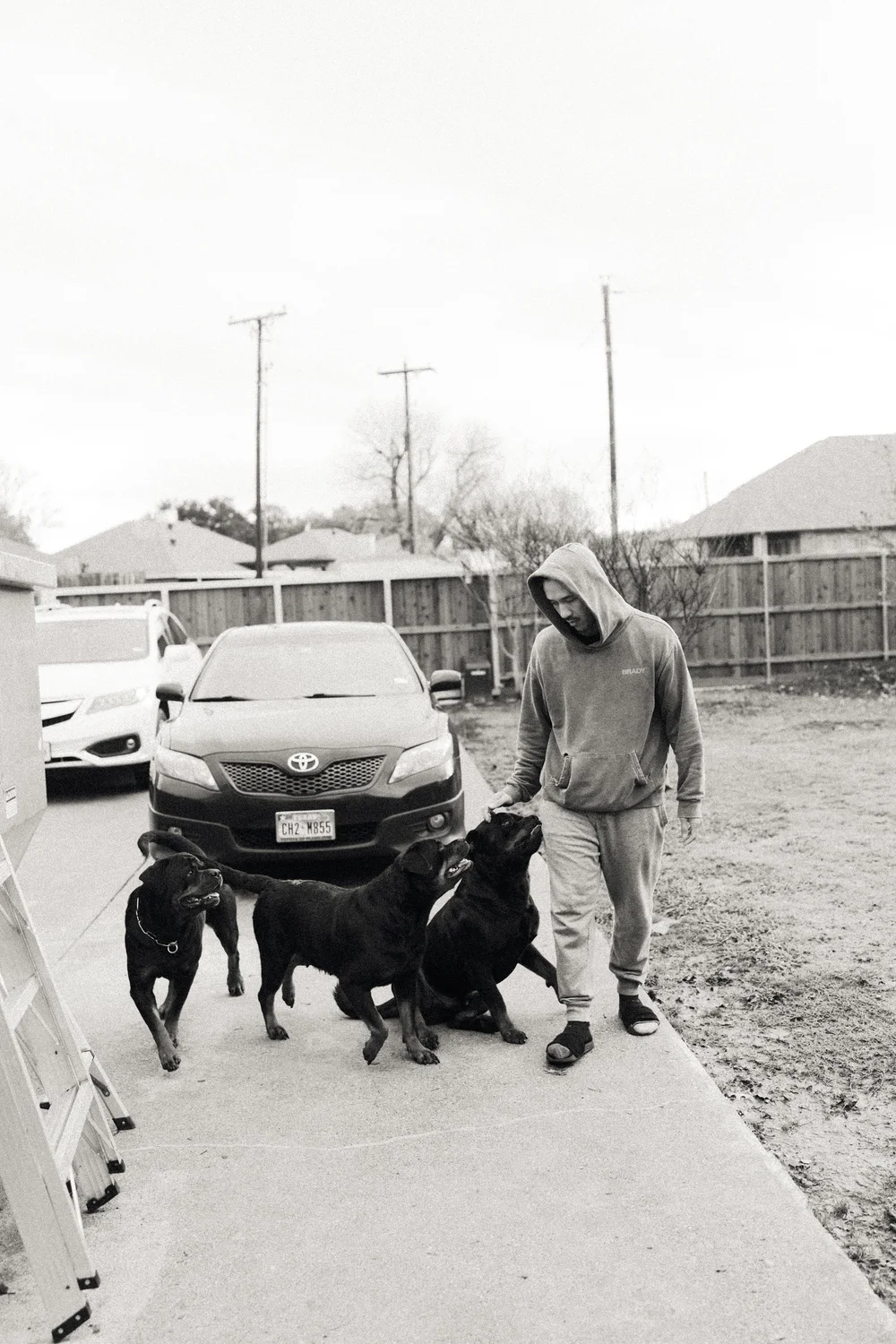 DN Rottweilers — champion European bloodlines, family-raised in Dallas, Texas