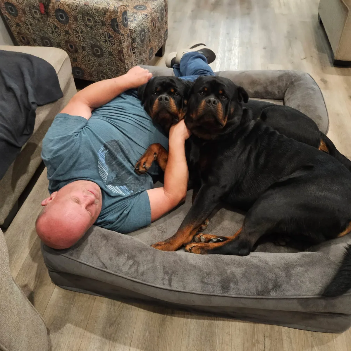 Bill x Ted from DN Rottweilers